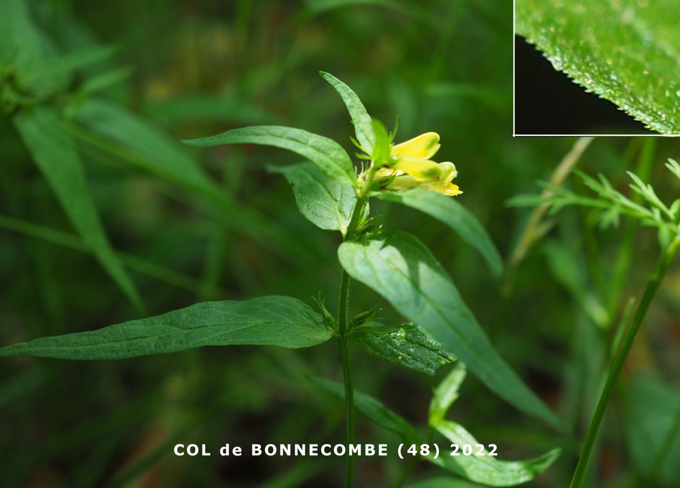 Cow-wheat, Common leaf